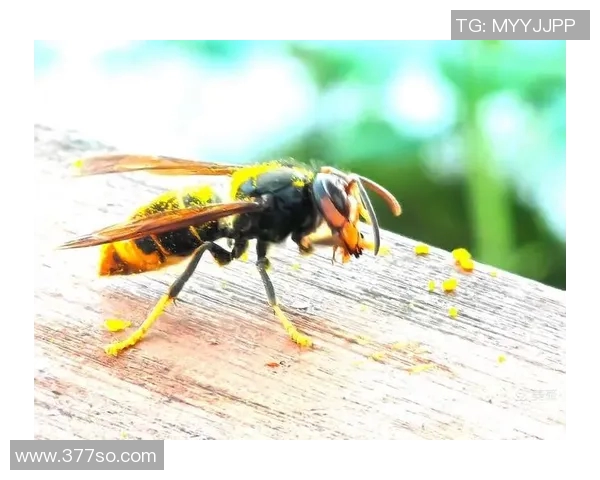 黄蜂生物特性与生态环境的研究:多样性、习性与生态角色分析